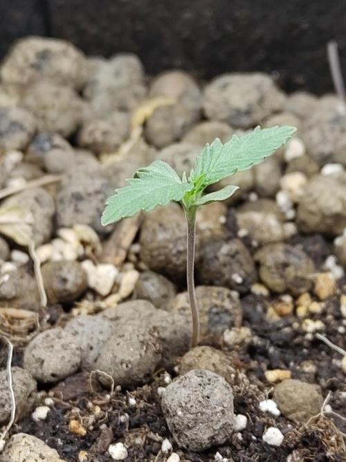 Choclate Rainbow XXL - Sensi Seeds. Week 1