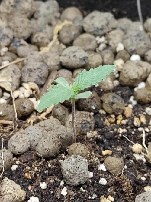 Choclate Rainbow XXL - Sensi Seeds. Week 1