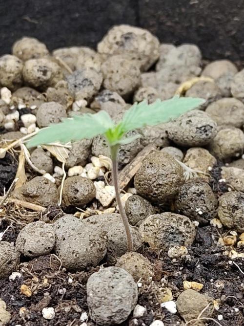 Choclate Rainbow XXL - Sensi Seeds. Week 1