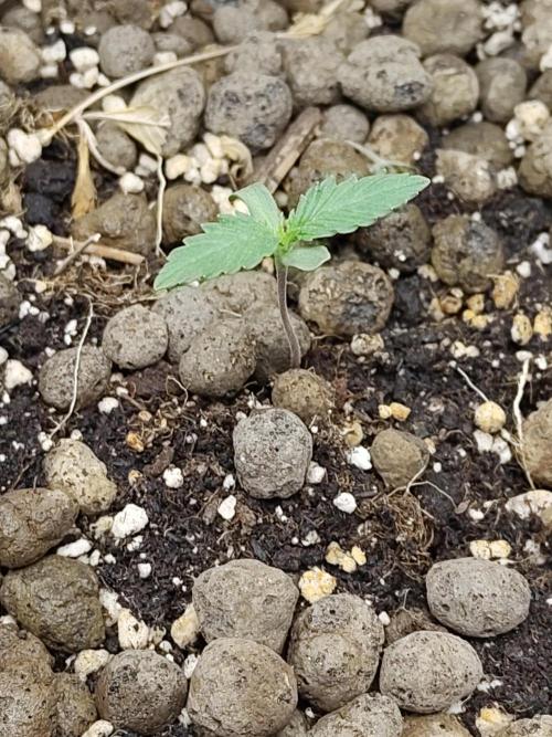 Choclate Rainbow XXL - Sensi Seeds. Week 1