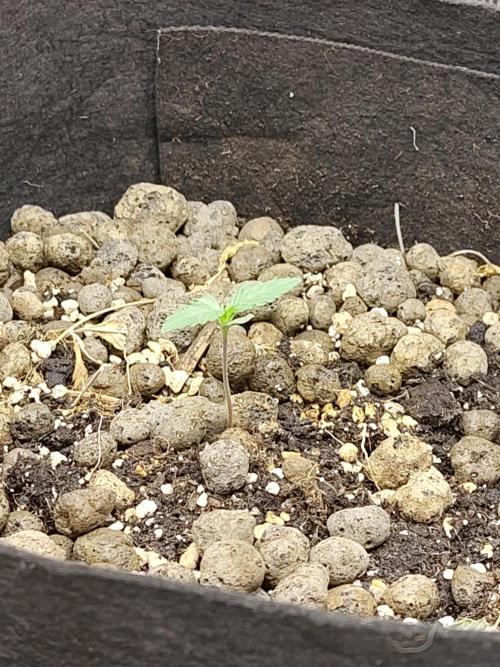 Chocolate Rainbow XXL. Week 1