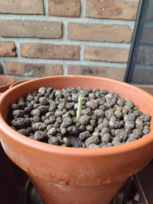 Fast Buds – Mexican Airlines Automatic. Week 15
