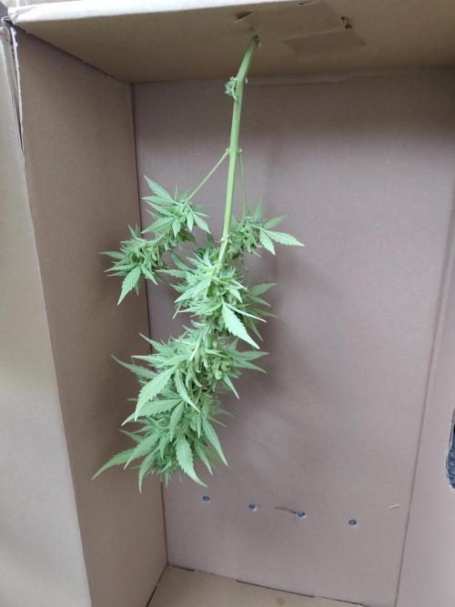 Fast Buds – Mexican Airlines Automatic. Week 15