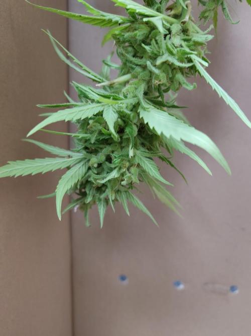 Fast Buds – Mexican Airlines Automatic. Week 15