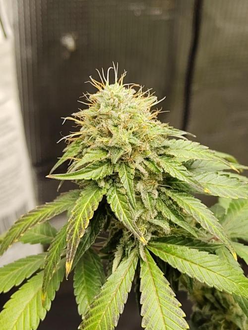 Sensi Seeds – Northern Lights (fem). Week 12