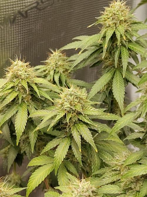 Sensi Seeds – Northern Lights (fem). Week 12