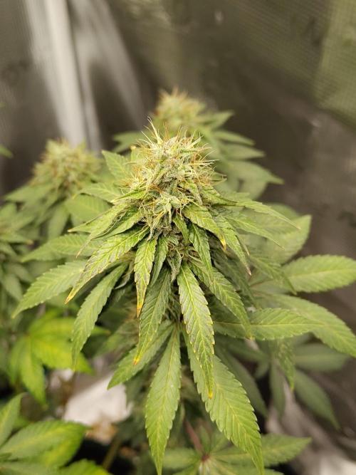 Sensi Seeds – Northern Lights (fem). Week 12