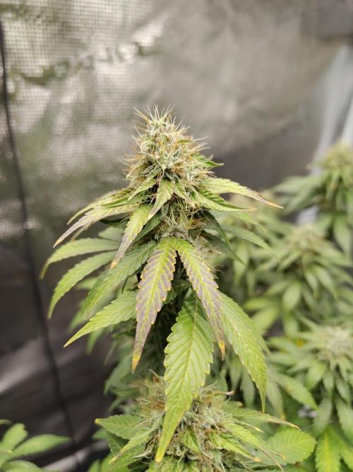 Sensi Seeds – Northern Lights (fem). Week 12