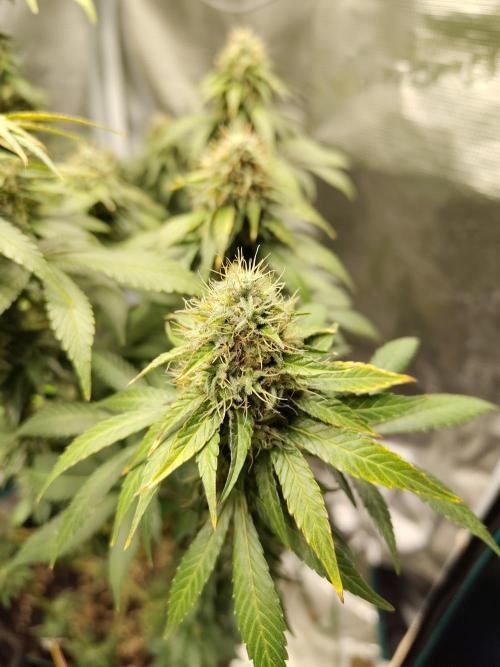 Sensi Seeds – Northern Lights (fem). Week 12