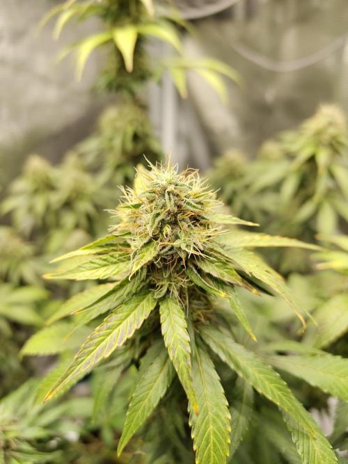 Sensi Seeds – Northern Lights (fem). Week 12