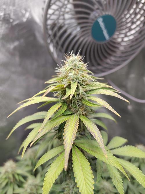 Sensi Seeds – Northern Lights (fem). Week 12