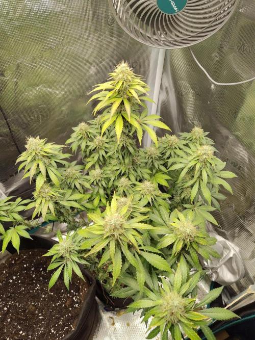 Sensi Seeds – Northern Lights (fem). Week 12