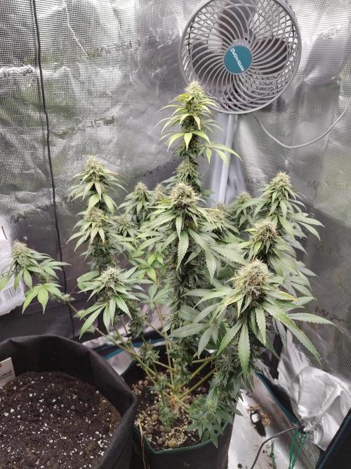Sensi Seeds – Northern Lights (fem). Week 12