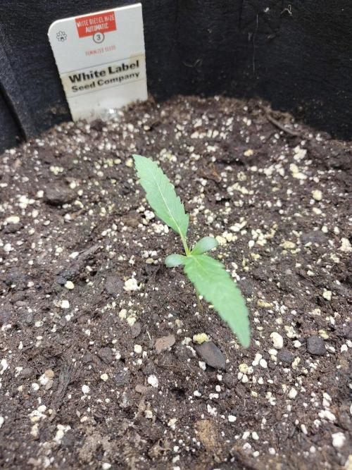 White Diesel Haze Automatic. Week 0