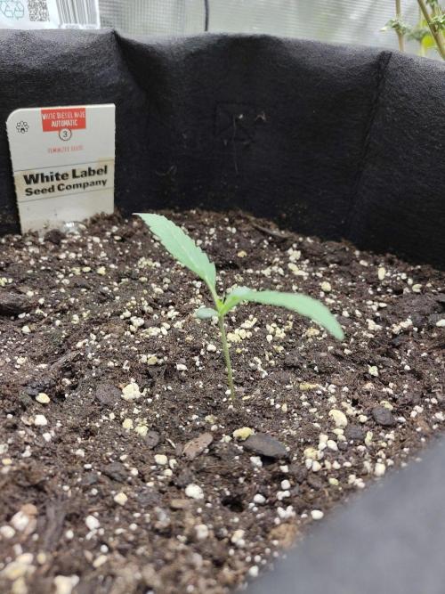 White Diesel Haze Automatic. Week 0