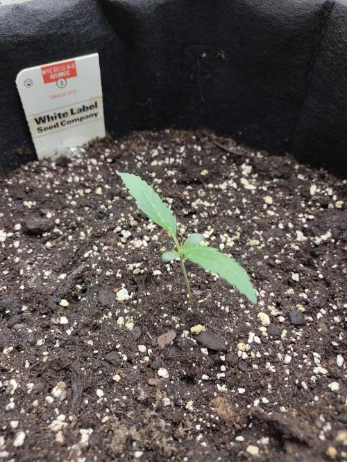 White Diesel Haze Automatic. Week 0