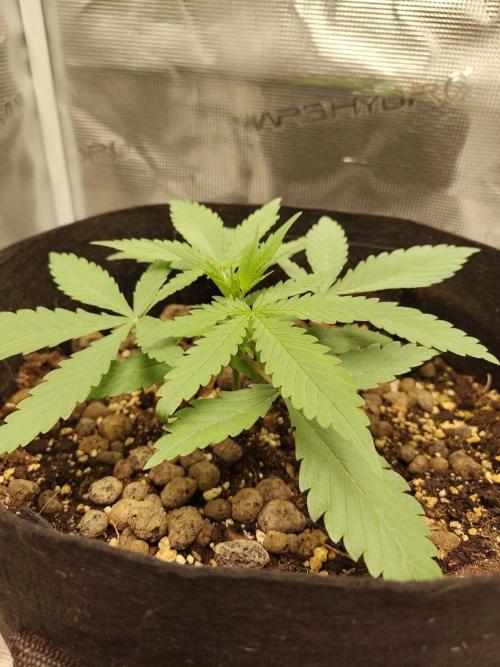 Choclate Rainbow XXL - Sensi Seeds. Week 2