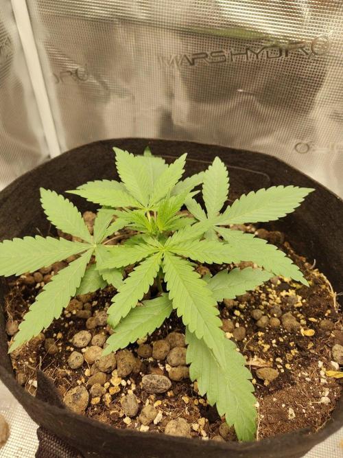 Choclate Rainbow XXL - Sensi Seeds. Week 2