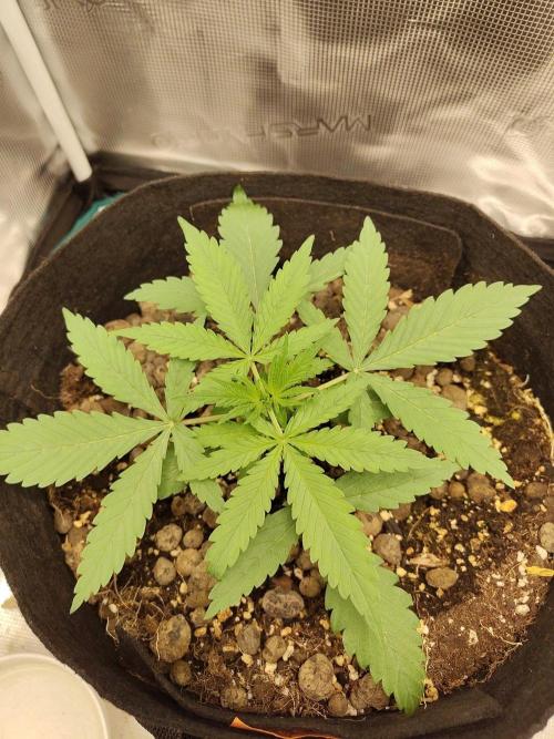 Choclate Rainbow XXL - Sensi Seeds. Week 2