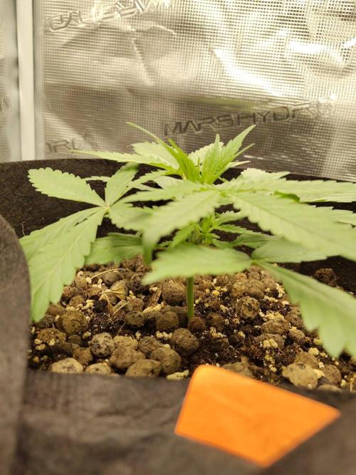 Choclate Rainbow XXL - Sensi Seeds. Week 2