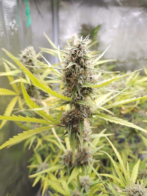 Princess Bubblegum III. Week 12
