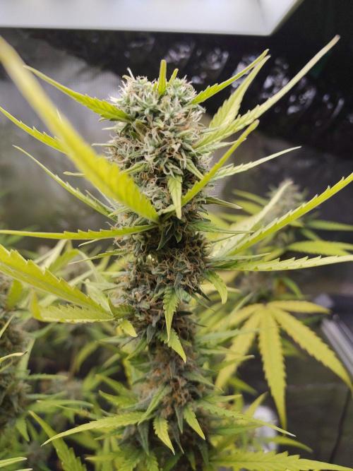 Princess Bubblegum III. Week 12