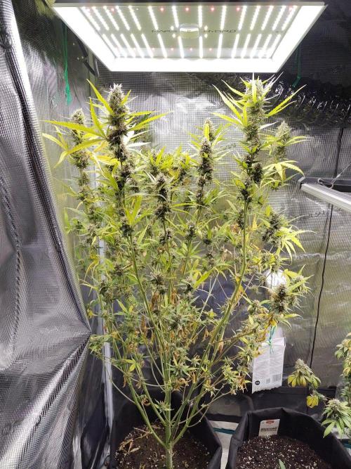 Princess Bubblegum III. Week 12