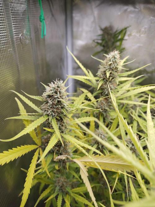Princess Bubblegum III. Week 12