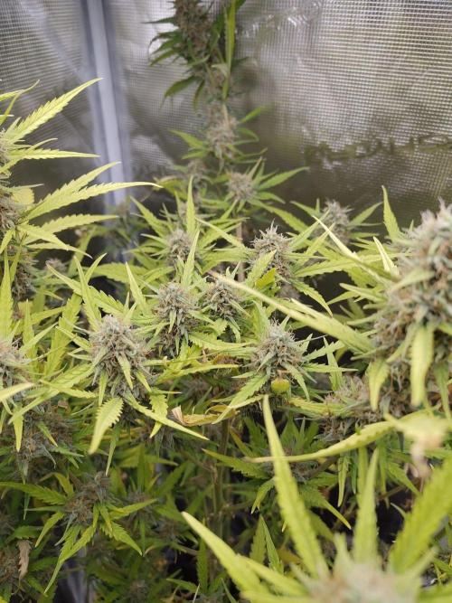 Princess Bubblegum III. Week 12