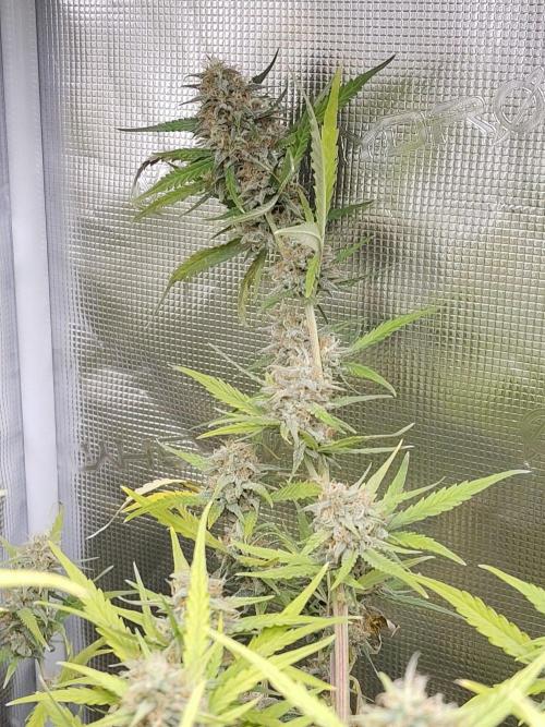 Princess Bubblegum III. Week 12