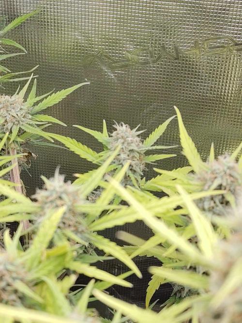 Princess Bubblegum III. Week 12