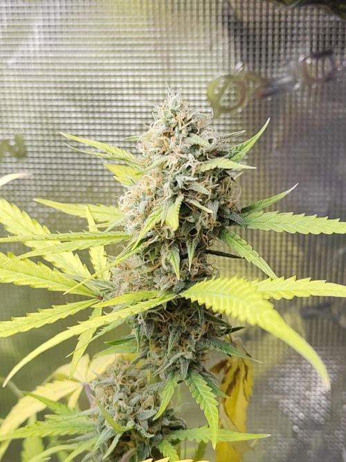 BubbleGum Auto. Week 12