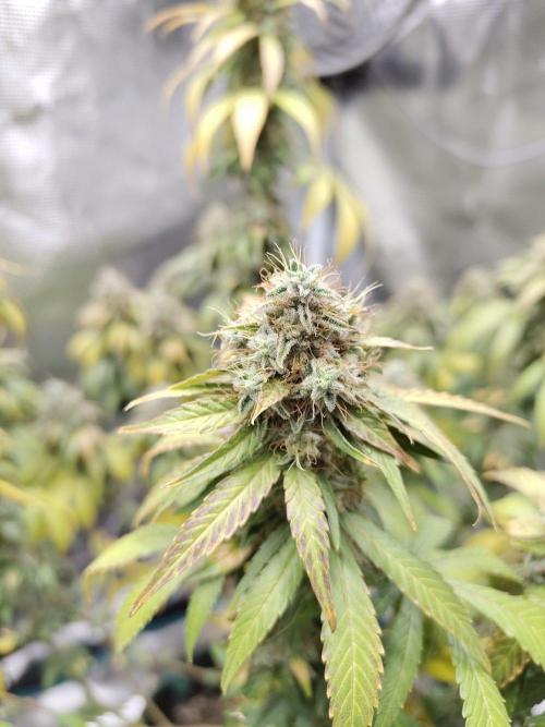 Sensi Seeds – Northern Lights (fem). Week 13