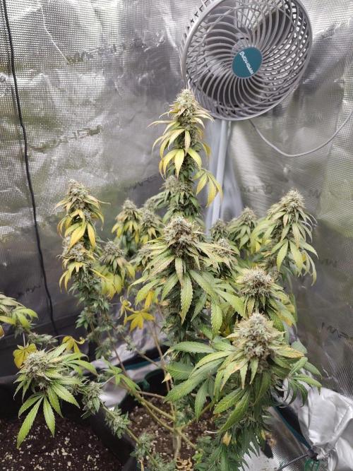 Sensi Seeds – Northern Lights (fem). Week 13