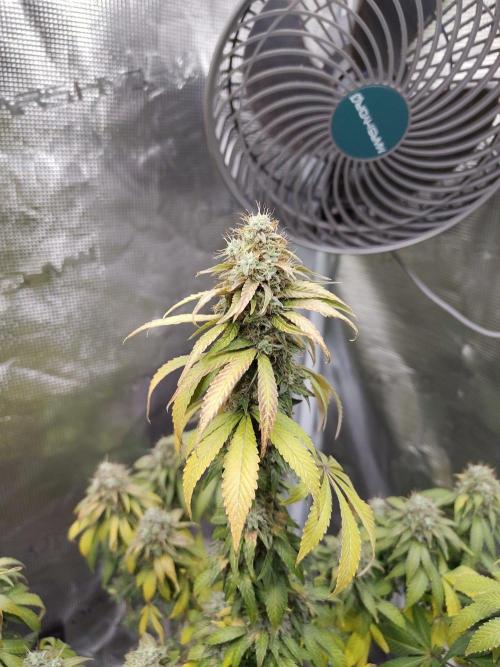 Sensi Seeds – Northern Lights (fem). Week 13