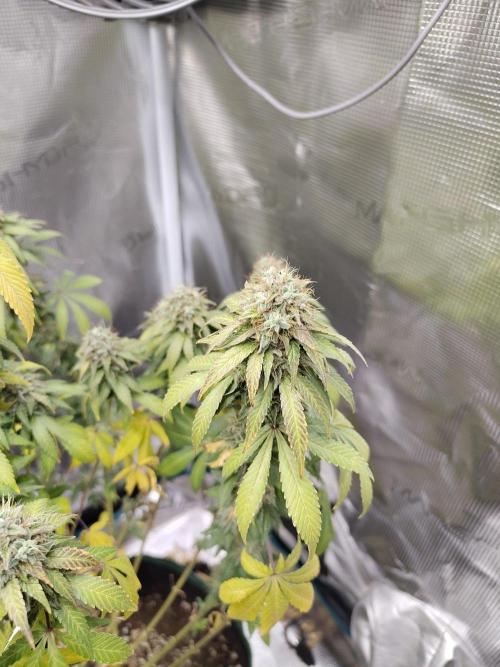 Sensi Seeds – Northern Lights (fem). Week 13