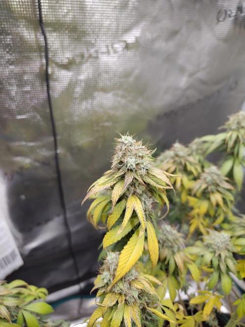 Northern Lights Fem. Week 13