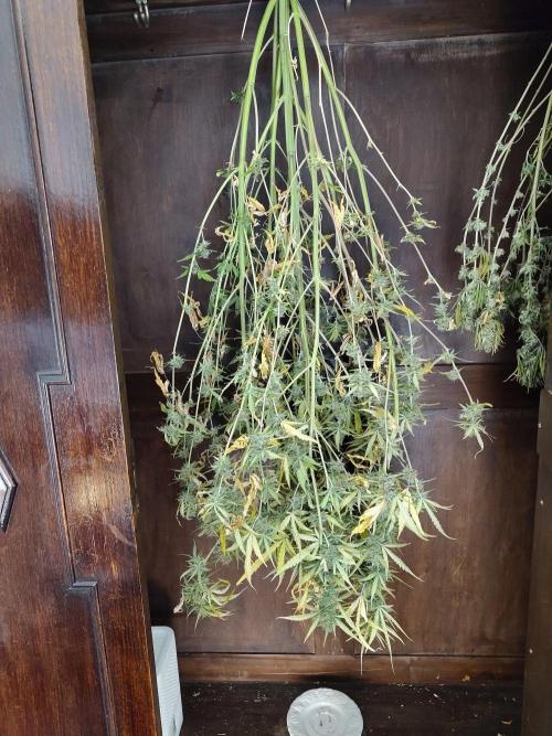 Princess Bubblegum III. Week 13