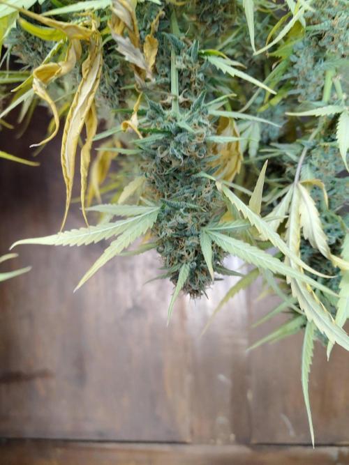 Princess Bubblegum III. Week 13