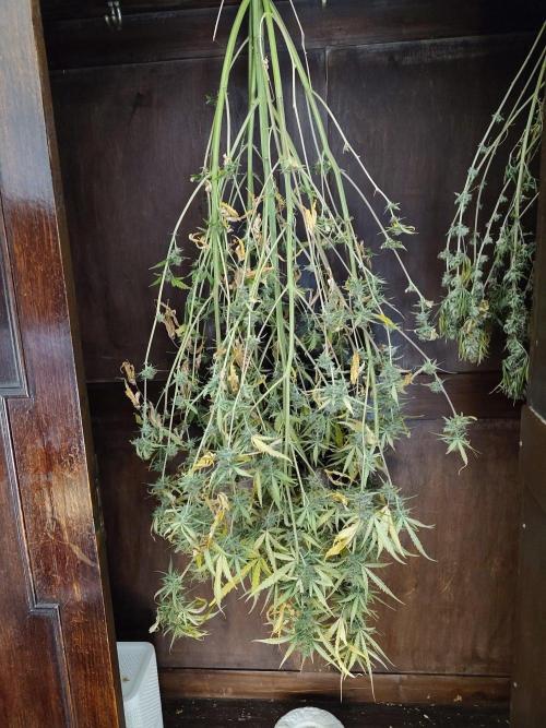 Princess Bubblegum III. Week 13