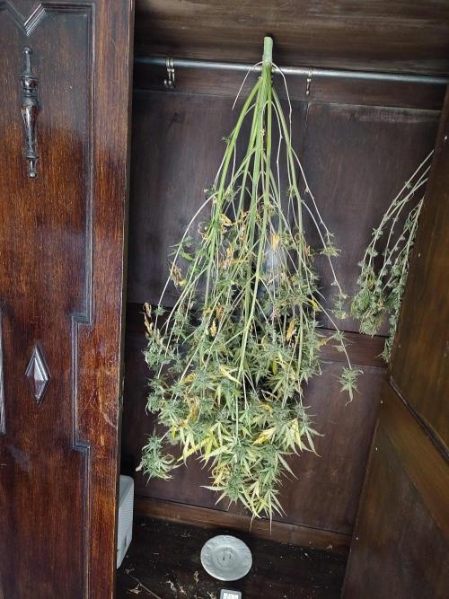 Princess Bubblegum III. Week 13