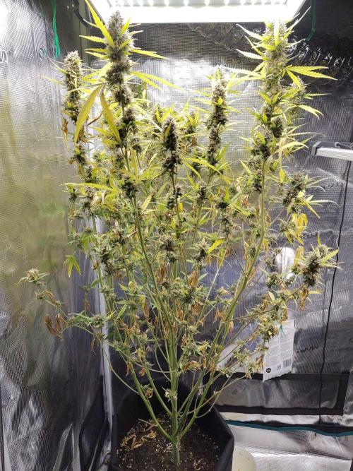Princess Bubblegum III. Week 13
