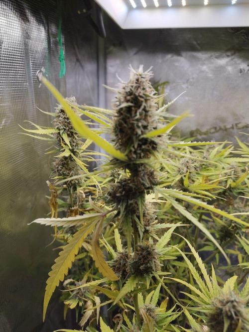 Princess Bubblegum III. Week 13