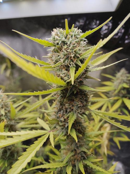 Princess Bubblegum III. Week 13