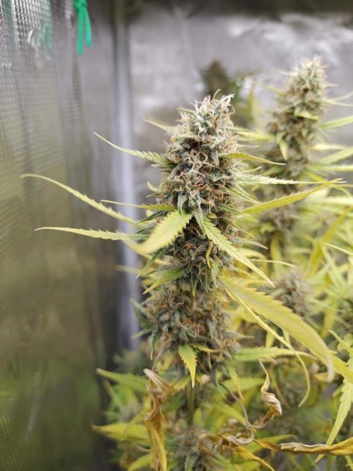 Princess Bubblegum III. Week 13
