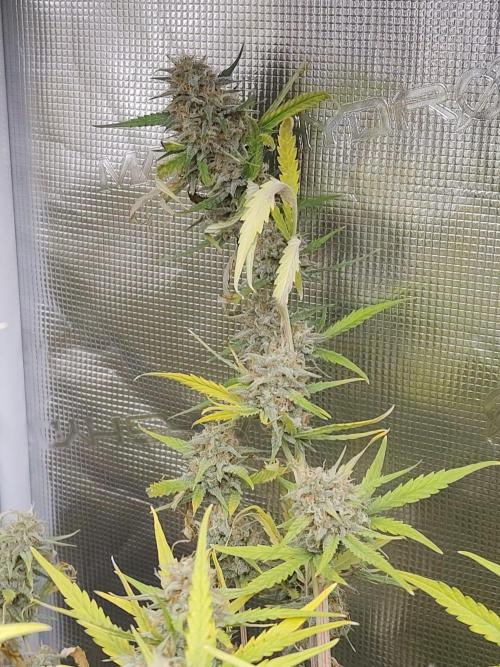 Princess Bubblegum III. Week 13