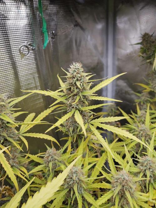 Princess Bubblegum III. Week 13