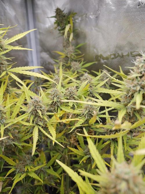 BubbleGum Auto. Week 13