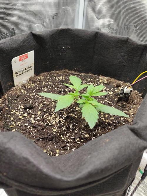 White Diesel Haze Automatic. Week 1