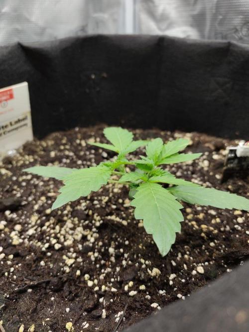 White Diesel Haze Automatic. Week 1